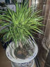 春花妙意大型綠植多頭龍血樹(shù)龍鐵樹(shù)室內客廳盆栽花卉植物辦公室盆景常青 多頭龍須60-70厘米高4-6頭 不含盆 曬單實(shí)拍圖