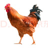 楊博士 皖南散養(yǎng)土雞4只 凈重4斤 未打鳴小公雞現(xiàn)宰童子雞三黃雞雞胗 曬單實(shí)拍圖
