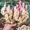 京鮮生山東紅芽嫩姜仔姜凈重5斤源頭直發(fā)包郵 曬單實(shí)拍圖