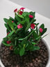 【帶盆種植好】虎刺梅盆栽花卉海棠花鐵海棠四季開(kāi)花植物室內外種 虎刺梅1盆+原土發(fā)貨 曬單實(shí)拍圖