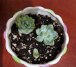 迎虞花苑小苗多肉植物室內(nèi)迷你盆栽植物 2顆橙夢露小苗 裸根不帶土 曬單實拍圖