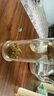 樂品樂茶特級毛尖綠茶2025新茶明前特級春茶嫩芽冷泡茶葉解暑250g送禮品袋 曬單實拍圖