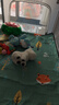 babycare&bct兒童毛絨玩具狗電子哈基米寵物玩偶節(jié)日生日七夕禮物西高地犬 曬單實拍圖