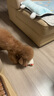 貴為（GiGwi）中小型犬磨牙發(fā)聲響紙狗狗玩具柯基泰迪比熊幼犬小狗寵物玩具羊駝 曬單實拍圖