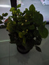【雅之典】重瓣茉莉花盆栽室內(nèi)觀花植物四季好養(yǎng)帶花苞開(kāi)花不斷綠植 茉莉花6年苗【原盆】 好養(yǎng)活 曬單實(shí)拍圖
