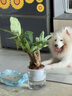 通沭發(fā)財樹(shù)室內盆栽花卉常綠植物發(fā)財樹(shù) 三桿發(fā)財樹(shù)+早安盆源頭直發(fā) 曬單實(shí)拍圖