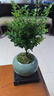 開時果 小葉赤楠盆景擺件 辦公室桌面綠植花卉好養(yǎng)盆栽植物源頭直發(fā)包郵 【熱銷款】哥窯浸墨盆+苔蘚+底座 曬單實拍圖