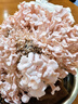 iosn蘑菇種植包兒童種植蘑菇小盆栽學(xué)校桌面趣味神奇植物家庭菌菇菌包 【禮盒裝】紅平菇-送噴壺 【兒童趣味丨輕松養活丨可食用】 曬單實(shí)拍圖