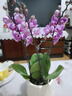 【蝴蝶蘭盆栽帶盆】帶花帶花苞室內花卉高端綠植年貨喜慶植物花卉 粉色系3劍蝴蝶蘭【品種隨機】北歐盆 曬單實(shí)拍圖