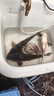 哈斯達（HISTAR）蝴蝶路亞竿微物超軟彈射實(shí)心白條馬口竿魚(yú)竿套裝紡車(chē)輪路亞竿全套 1.8m - UL直柄單竿【富士導環(huán)】 曬單實(shí)拍圖