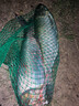 魚(yú)棲林馴龍衛極輕鰱鳙專(zhuān)用魚(yú)竿臺釣竿新款野釣釣魚(yú)竿大物竿手竿 7.2m 極輕鰱鳙【現貨+竿稍+禮品】 曬單實(shí)拍圖