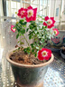 月季花苗四季開(kāi)花大花濃香型灌木月季苗庭院陽(yáng)臺盆栽地栽玫瑰花苗 小畫(huà)家【微月小花，多季節開(kāi)花】 扦插小苗15-25cm高 1棵 曬單實(shí)拍圖