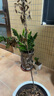 正宗小葉金絲楠木樹(shù)苗大樹(shù)盆栽名貴樹(shù)種庭院綠化四季常青帶土發(fā)貨 杯苗【1-1.2米】1棵 曬單實(shí)拍圖