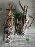 漁游記 印尼小青龍蝦1.6-2斤/2只 超大龍蝦 花龍海鮮水產(chǎn)冷凍大蝦蝦類(lèi) 曬單實(shí)拍圖