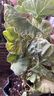 虹越（HONGYUE）天竺葵盆栽苗 洋繡球花苗多年生草本花卉 天陽(yáng)臺窗臺觀(guān)賞花苗 （直立型）銀邊蘋(píng)果碗 12cm簡(jiǎn)易盆 曬單實(shí)拍圖