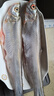 品鮮肴淡水鮮活大翹嘴魚(yú)生態(tài)白魚(yú)白刁魚(yú)新鮮淡水魚(yú)小刁子魚(yú)翹嘴白魚(yú)翹殼 新鮮白魚(yú)2條（每條7-8兩） 曬單實(shí)拍圖