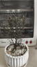 薄荷盆栽陽(yáng)臺香草葉子驅蚊蟲(chóng)植物可食用新鮮迷迭香綠植室內好養 小迷迭香+條紋陶瓷盆 曬單實(shí)拍圖