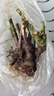 香水玫瑰花苗大花濃香型月季老樁盆栽花卉室內(nèi)外陽臺(tái)庭院四季開花 珍愛紅玫瑰【濃香/中瓣/四季開花】 精選10年老樁苗【3顆裝】+肥 曬單實(shí)拍圖