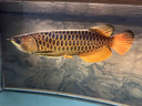 伊罕EHEIM魚(yú)缸過(guò)濾材料石英球活性炭陶瓷環(huán)火山石小餅干可循環(huán)使用 機械石(小餅干)5L盒裝 曬單實(shí)拍圖