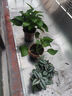 吊竹梅綠植紫葉吊竹梅陽(yáng)臺室內紫羅蘭吊蘭盆栽花卉美化好養耐活 紫葉吊竹梅【加侖盆】 曬單實(shí)拍圖