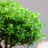 開(kāi)時(shí)果 小葉赤楠盆景擺件 辦公室桌面綠植花卉好養盆栽植物源頭直發(fā)包郵 【熱銷(xiāo)款】哥窯浸墨盆+苔蘚+底座 曬單實(shí)拍圖