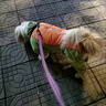 狗狗棉衣秋冬加厚保暖寵物衣服中大型犬金毛薩摩耶全包肚子四腳衣 霧霾藍（公狗） 18碼（適合15-17斤） 四腳全包棉衣 曬單實(shí)拍圖