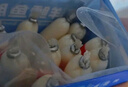 小鹿藍(lán)藍(lán)海洋無(wú)污染鱈魚(yú)腸 寶寶兒童零食解饞零食益生元鱈魚(yú)肉腸300g 曬單實(shí)拍圖