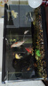 獨寵你獨寵你客廳負壓魚(yú)缸桌面真空懸浮支架創(chuàng  )意一體缸生態(tài)缸黑色大號 曬單實(shí)拍圖