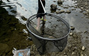 太宇釣魚(yú)抄網(wǎng)1.7米網(wǎng)桿+40cm網(wǎng)頭不銹鋼便攜可伸縮網(wǎng)桿撈魚(yú)網(wǎng)兜套裝 曬單實(shí)拍圖