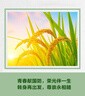 泉兮竹萃祛黑頭三件套去黑頭鼻貼黑頭導(dǎo)出液清理神器收縮毛孔中秋送禮 曬單實拍圖