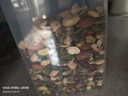 天虹牌混合純果仁原味每日堅果炒貨休閑孕婦零食1斤開(kāi)心果腰果核桃送禮 曬單實(shí)拍圖