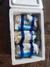 【新鮮杏鮑菇】涮烤煲湯醬菜伴侶生鮮蔬菜食用菌菇 3斤杏鮑菇（500ｇ*3） 曬單實(shí)拍圖