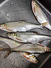 民間藝人大師線(xiàn)組魚(yú)線(xiàn)成品主線(xiàn)鯽魚(yú)釣魚(yú)線(xiàn)組套裝全套配件用品線(xiàn)拉力強(qiáng)魚(yú)線(xiàn) 5.4m 1.5號(hào)（三個(gè)裝） 曬單實(shí)拍圖