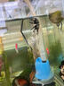 神仙魚(yú)燕魚(yú)小型熱帶魚(yú)活體秘魯熊貓神仙紅頭三色白神仙七彩神仙魚(yú) 2-3cm神仙魚(yú)隨機品種2條 曬單實(shí)拍圖