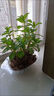 雙盟精選薄荷綠植盆栽辦公室內(nèi)桌面好養(yǎng)驅(qū)蚊提神原盆托盤款源頭直發(fā) 曬單實(shí)拍圖