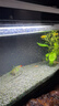 紅綠燈小型熱帶觀(guān)賞魚(yú)寶蓮燈燈科魚(yú)孔雀魚(yú)斑馬魚(yú)淡水群游好養耐活 1.5-2cm 紅綠燈10條送5條備損 曬單實(shí)拍圖