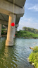 川品社洛陽球球釣路亞逗釣鯽魚線組全套配件動(dòng)態(tài)軟珠餌套裝球球路滑釣組 路亞逗釣套裝+千里香軟珠 送雙鉤 曬單實(shí)拍圖