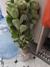 花行榜沙漠玫瑰盆栽重瓣綠植室內花卉植物 5年大苗（顏色隨機）源頭直發(fā) 曬單實(shí)拍圖