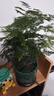 文竹盆栽植物室內(nèi)花卉盆景客廳辦公室桌面小綠植好養(yǎng)云竹四季常青 精品文竹+旭日東升瓷盆+圓底托+苔蘚 曬單實拍圖