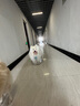 萌王星狗狗牽引繩中大型犬遛狗繩貓咪小犬狗繩柯基泰迪寵物狗鏈牽狗繩 Air-白/熒光綠（夜間熒光） 牽引繩（牽引繩60斤內(nèi)寵物適用) 曬單實(shí)拍圖