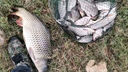 谷麥餌料血麥顆粒野釣黑坑鯉魚(yú)草魚(yú)青魚(yú)麝香味直接釣魚(yú)抖釣魚(yú)餌料 一瓶裝【可釣上千條】 曬單實(shí)拍圖