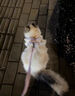 阿莫爾狗狗牽引繩蕾絲公主裙可牽引泰迪比熊雪納瑞小型幼犬貓咪防掙脫 粉色牽引套裝 XL（建議10-14斤 參考胸圍背長(cháng)） 曬單實(shí)拍圖