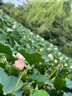 京鮮生 甘肅定西土豆 5斤 單果300g+ 沙面黃心土豆馬鈴薯洋芋 源頭直發(fā) 曬單實拍圖
