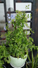 藍(lán)雪花大花苗爬藤植物陽臺(tái)庭院四季開花盆栽室內(nèi)外鮮花卉盆景植物 【超值9.8】2盆藍(lán)雪花120（原盆） 曬單實(shí)拍圖
