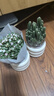 沭之美多肉植物綠植花 叢生金枝玉葉+聚財山+米色甜甜圈陶瓷盆源頭直發(fā) 曬單實(shí)拍圖