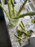 京東鮮花玫瑰10+向日葵5枝+隨機配草1束組合鮮花花束隨機色產(chǎn)地倉直發(fā) 曬單實(shí)拍圖