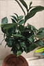 五色赤丹山茶花盆栽帶花苞香妃花卉植物室內好養茶花樹(shù)苗四季開(kāi)花 紅赤丹耐寒花卉茶花盆栽室內外 40-50厘米高帶分叉帶冠幅發(fā)貨 曬單實(shí)拍圖