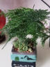 花翁盆栽植物中式禪意盆景創(chuàng)意綠植 文竹+四方山水盆+底架源頭直發(fā) 曬單實(shí)拍圖