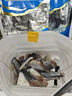 鲅魚段馬鮫魚塊鮐鲅魚塊鲅魚肉餡鲅魚水餃鲅魚新鮮鮮活海鮮批發(fā) 精品鲅魚4/6兩切段【三斤裝】 曬單實(shí)拍圖