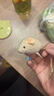 貓咪好物仿真毛絨老鼠貓玩具套裝解悶自嗨逗貓禮物 貓咪老鼠【1只】顏色隨機 曬單實(shí)拍圖